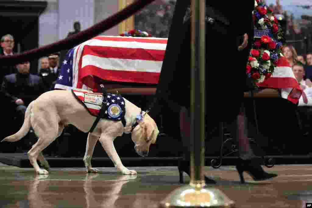 Sully, anjing pelayan mendiang mantan Presiden AS George HW Bush, tampak ikut memberi penghormatan terakhir terhadap jenazah majikannya itu di ruang Rotunda, Gedung Kongres AS, Washington DC.