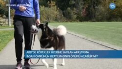 İnsanların Yaşlanmasında Köpeklerin Olumlu Etkileri Olabilir mi?