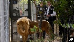 Tim Phillips, Direktur Kampanye ADI (kanan), menyaksikan pelepasan singa sirkus ke dalam kandang di Emoya Big Cat Sanctuary, Vaalwater, utara, Afrika Selatan, 1 Mei 2016. (Foto: dok).