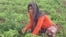 Une femme agricultrice dans son champs a Timbi Madina, Pita, GUINEE (VOA Fulfulde)