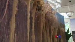 အပင် ရေသောက်မြစ်နဲ့ ရှင်သန်မှု