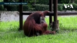 Sigara İçen Orangutan Tartışma Yarattı