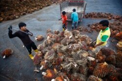 FILE - Workers collect palm oil fruits inside a palm oil factory in Salak Tinggi, outside Kuala Lumpur, Aug. 4, 2014.