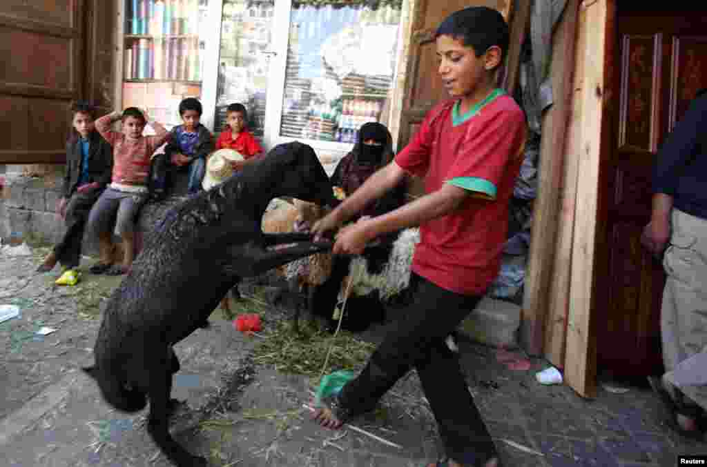 A boy dances with a sheep at a livestock market ahead of Eid al-Adha festival in Sanaa, October 24, 2012.