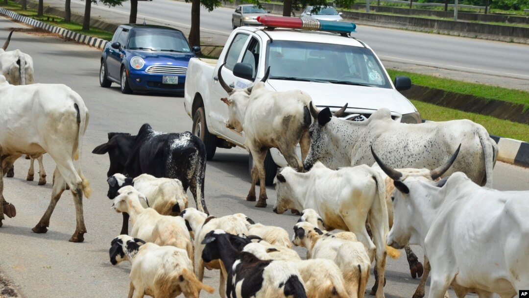 Cattle roam on a road in Abuja, Nigeria, Aug. 16, 2024.