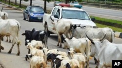 Cattle roam on a road in Abuja, Nigeria, Aug. 16, 2024.