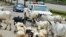 Cattle roam on a road in Abuja, Nigeria, Aug. 16, 2024.