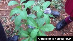 Bulawayo City Council Tree Planting Day