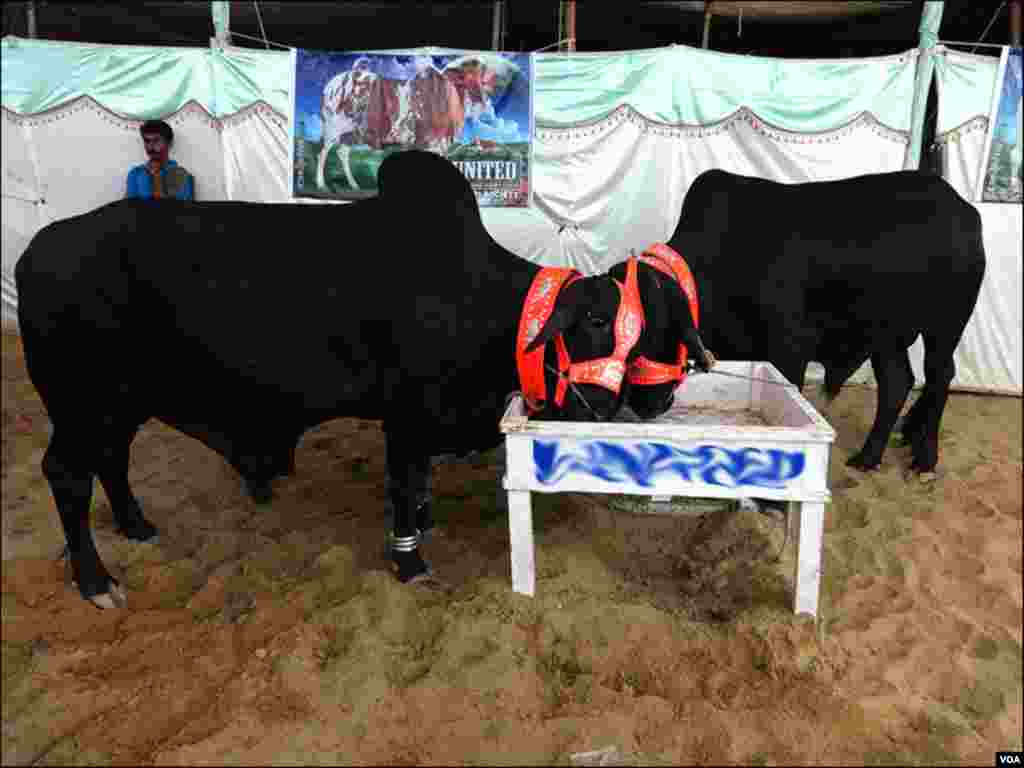 مویشی منڈی میں سیاہ رنگ کے بیلوں کی ایک جوڑی