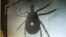 FILE - A lone star tick is displayed on a monitor in a lab at the North Carolina Museum of Natural Sciences, in Raleigh, North Carolina, July 31, 2014.