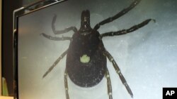 FILE - A lone star tick is displayed on a monitor in a lab at the North Carolina Museum of Natural Sciences, in Raleigh, North Carolina, July 31, 2014.