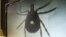 FILE - A lone star tick is displayed on a monitor in a lab at the North Carolina Museum of Natural Sciences, in Raleigh, North Carolina, July 31, 2014.