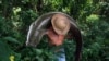 A fisherman carries a large Pirarucu (Arapaima gigas) at the Piagacu-Purus Sustainable Development Reserve in Amazonas state, Brazil, Oct. 24, 2019.