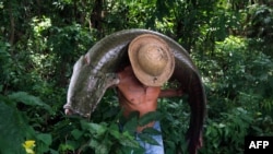 A fisherman carries a large Pirarucu (Arapaima gigas) at the Piagacu-Purus Sustainable Development Reserve in Amazonas state, Brazil, Oct. 24, 2019.