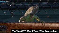 An iguana disrupted a tennis match at the Miami Open, in Florida.