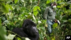 FILE - A park ranger wearing a mask walks past a mountain gorilla in the Virunga National Park in eastern Congo, Dec. 11 2012. 