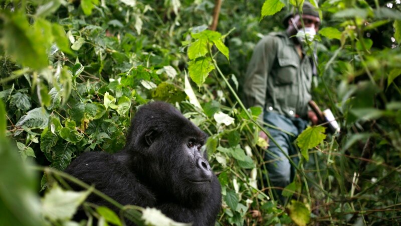 Africa’s Mountain Gorillas Also at Risk From Coronavirus