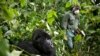Un garde forestier portant un masque passe devant un gorille de montagne dans le parc national des Virunga, dans l'est du Congo, le 11 décembre 2012. (AP)