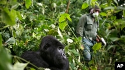 FILE - A park ranger wearing a mask walks past a mountain gorilla in the Virunga National Park in eastern Congo, Dec. 11 2012. 