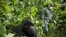 FILE - A park ranger wearing a mask walks past a mountain gorilla in the Virunga National Park in eastern Congo, Dec. 11 2012. 