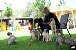 Cheryl Gaw plays with immoderate   of the 2,500 pugs she has rescued successful  South Africa astatine  her location  successful  Johannesburg, South Africa, Jan. 14, 2025.