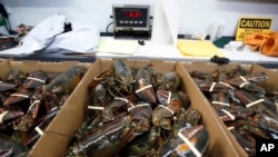 Kumpulan lobster siap untuk dikirim dari pabrik Lobster di Kennebunkport, Maine, pada 13 Maret 2020. (Foto: AP/Robert F. Bukaty, File)