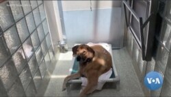 A dog waiting to find its forever home in its kennel at a Washington-area shelter operated by the Humane Rescue Alliance. (Courtesy Humane Rescue Alliance)