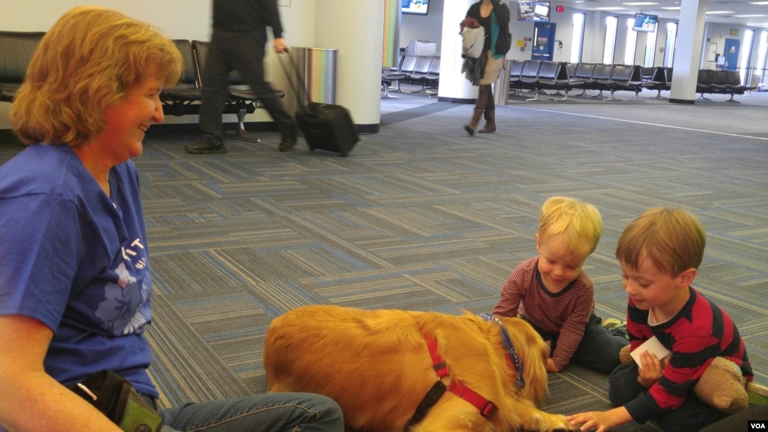 Dua orang anak kecil bermain dengan seekor anjing terapi di bandara Dulles, di pinggiran Washington DC.