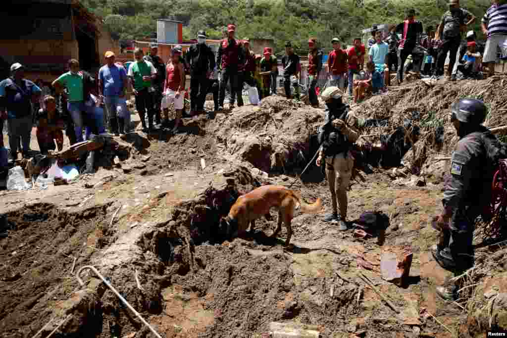 Un perro pastor belga del Servicio Nacional de Medicina y Ciencias Forenses, durante los trabajos de rescate en Las Tejerias, estado de Aragua, el 11 de octubre de 2022. REUTERS/ Leonardo Fernández Viloria