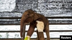 A three-month-old baby elephant is seen recovering in Nong Nooch Tropical Garden in Chonburi, Thailand, following lifesaving treatment after being shot several times and caught in a hunter&#39;s trap.