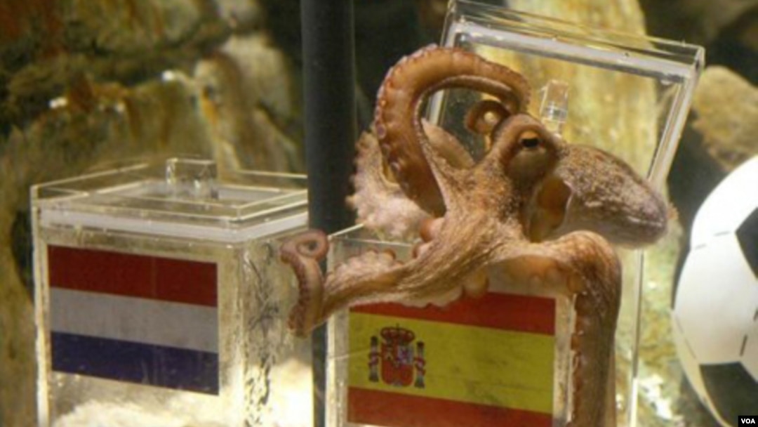 Paul si Gurita Peramal, yang menjadi sorotan dalam Piala Dunia tahun ini karena menebak dengan tepat delapan pertandingan, telah meninggal di Akuarium Laut Oberhausen, Jerman.