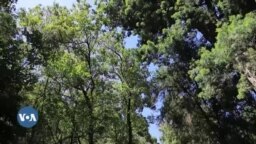 አናቤ" ያልተነበበው የተፈጥሮ ገጽ