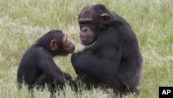 Chimpanzees at the Chimp Eden rehabilitation center, near Nelspruit, South Africa, Feb. 1, 2011.