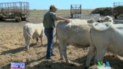 Texasda qurg'oqchilik, Texas drought