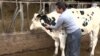 Ordeñando vacas, venezolana deja huella en España