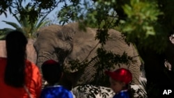 Los visitantes observan al elefante Ely en el Zoológico de San Juan de Aragón en la Ciudad de México, el viernes 21 de febrero de 2025. 