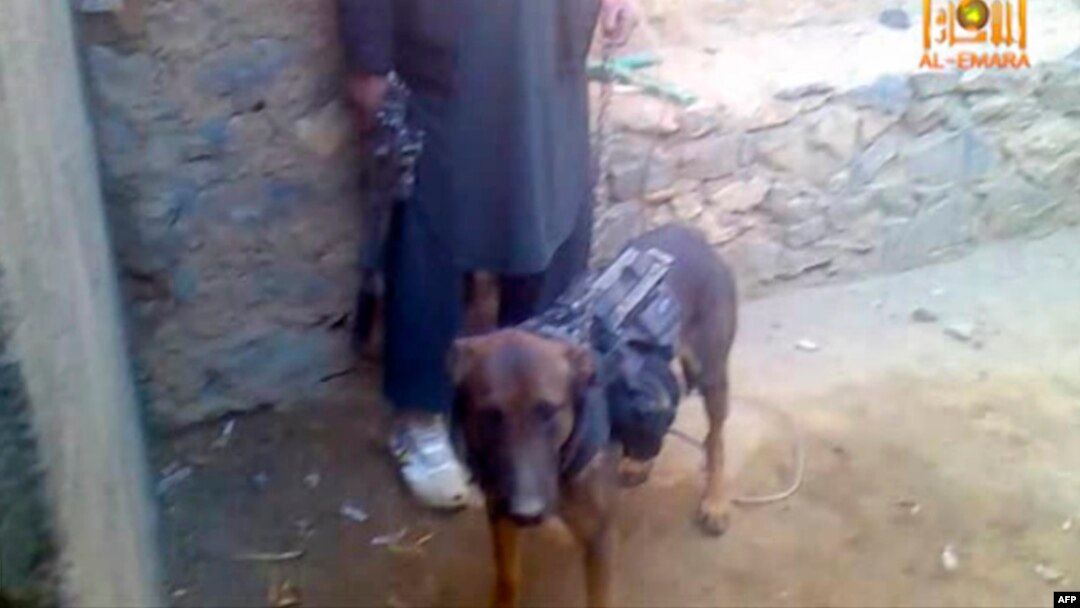 This video frame grab taken from a pro-Taliban website shows an alleged British military service dog being held on a leash by alleged Taliban insurgents, Feb. 6, 2014.