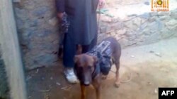 This video frame grab taken from a pro-Taliban website shows an alleged British military service dog being held on a leash by alleged Taliban insurgents, Feb. 6, 2014.