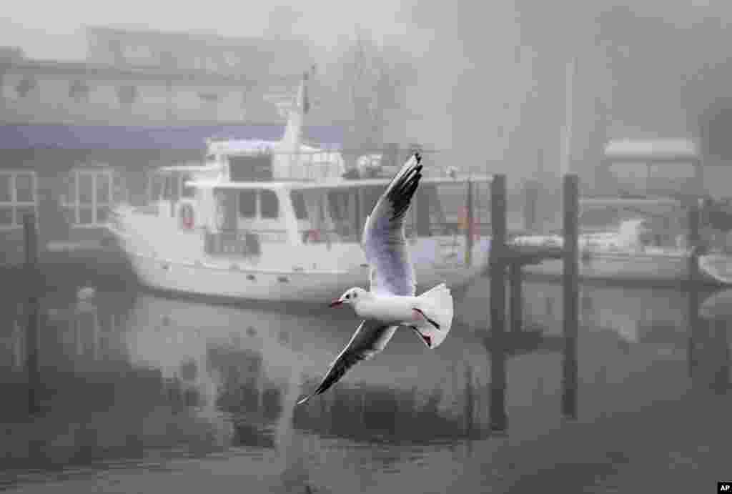 A seagull flies in the small harbor of Niendorf, northern Germany.