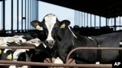 FILE - Dairy cows are pictured in California, Nov. 23, 2016. U.S. and California health officials confirmed two new cases of H5N1 bird flu in dairy farm workers in the state on Oct. 11, 2024. 