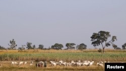 FILE - Herders graze a field with their livestocks on the outskirt of Zaria in Nigeria's northern state of Kaduna, Nov. 15, 2016. 