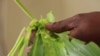 Ugandan Farmers Use Mobile Application to Fight Fall Armyworm