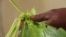 Ugandan Farmers Use Mobile Application to Fight Fall Armyworm