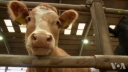 饲养干净牛只可能会减缓气候变化