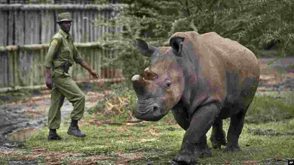 Sur cette photo prise le mardi 2 décembre 2014, le gardien Mohamed Doyo marche avec Fatu, une femelle rhinocéros blanc du nord sortie de sa cage, à l&#39;Ol Pejeta Conservancy au Kenya. 