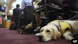 A service dog.