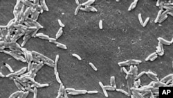 Esta imagen de microscopio electrónico de 2004, disponible en los Centros para el Control y la Prevención de Enfermedades, muestra la bacteria Gram-Campylobacter. (Janice Haney Carr/CDC via AP).