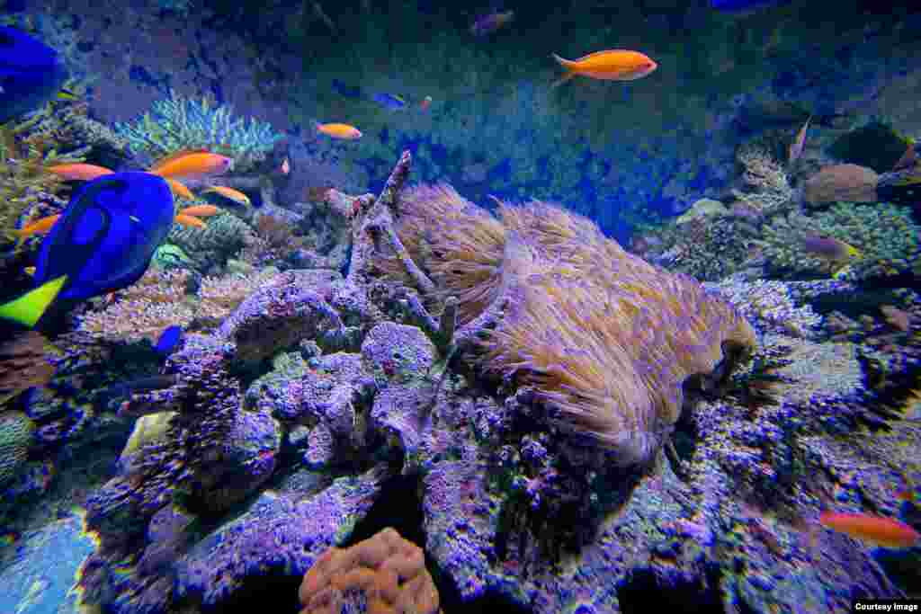 Life on shore reef coral in a state-of-the-art research marine aquarium complex (SeaSim) at the Australian Institute of Marine Science,Townsville, March 19, 2015. (Courtesy Image: DFAT/Patrick Hamilton)