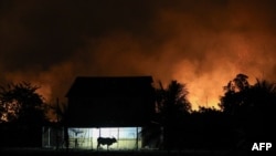 FILE - A bull is seen in front of a house surrounded by fire in the Amazon rainforest, near the city of Labrea, Amazonas state, northern Brazil, Sept. 4, 2024.