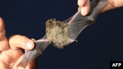 FILE - A bat is held by a scientist during an educational event part of the European "Night for Bats" in Mikulov, Czech Republic, Sept. 1, 2012.